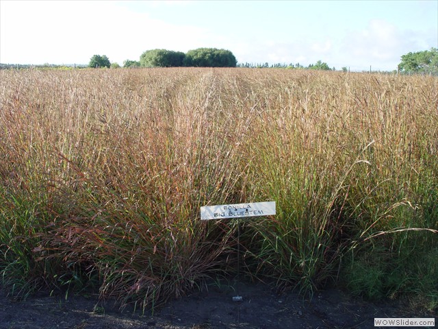big_bluestem