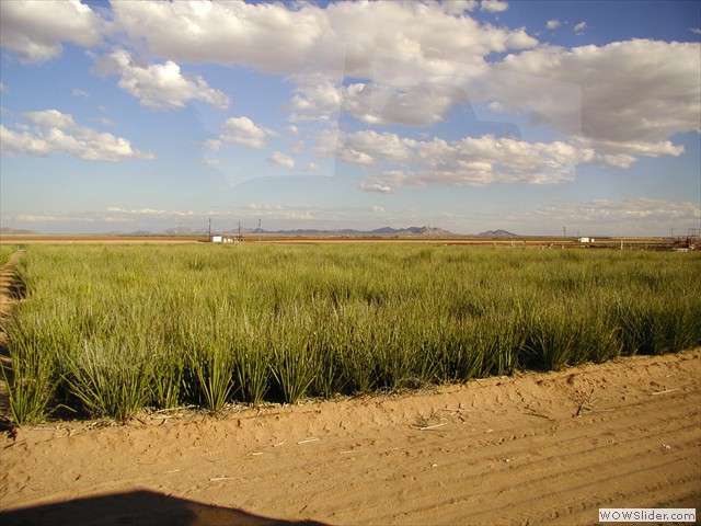 maricopa_ag_center3